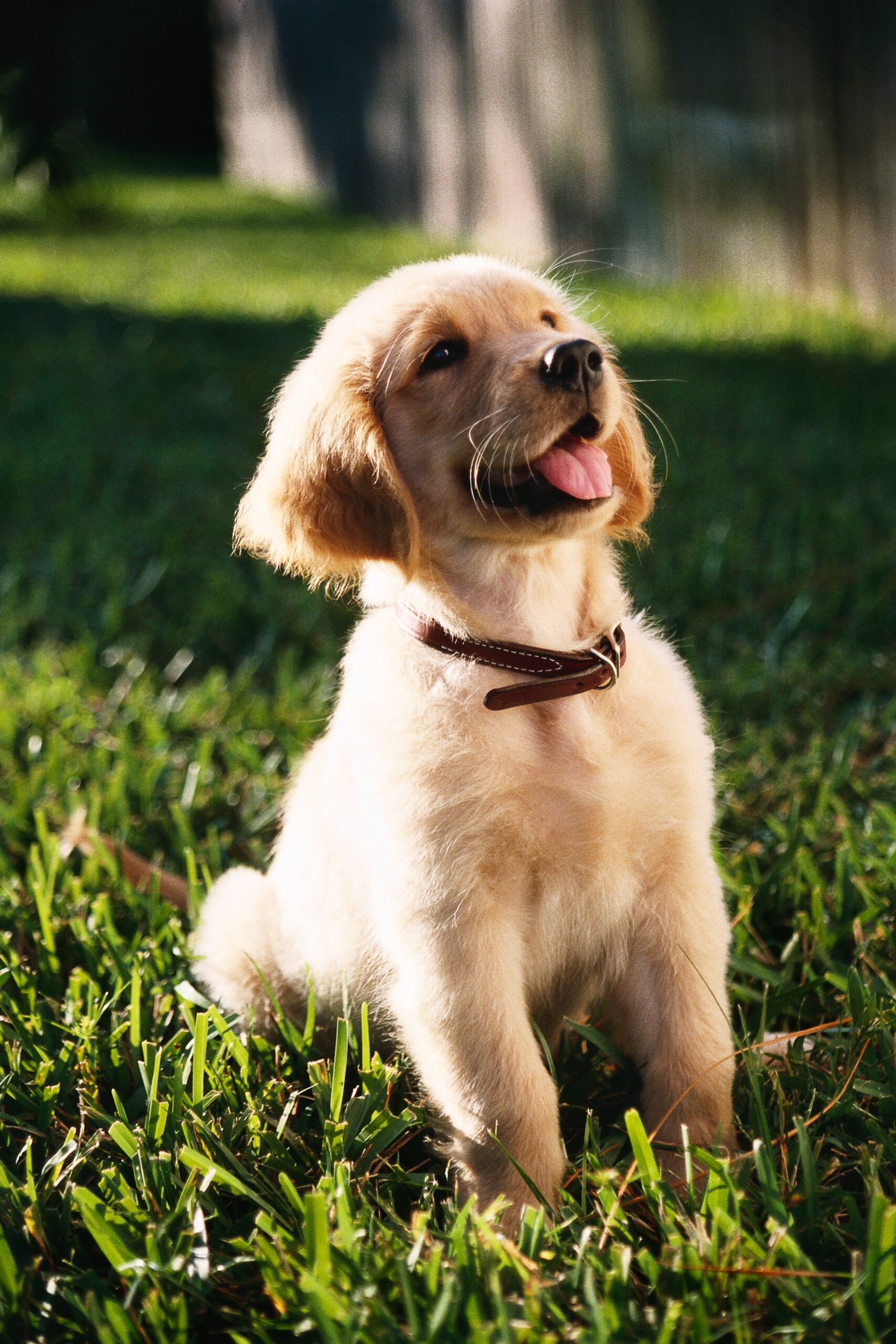 A shallow focus vertical shot of a cute Golden Retriever puppy sitting on a grass ground with a blurred background